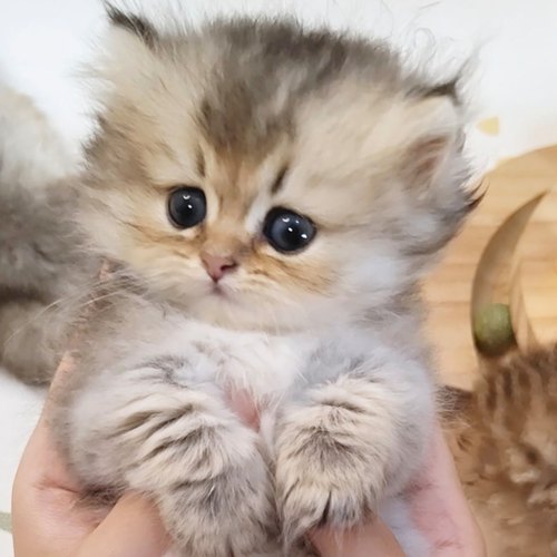 熊版黑金渐层英长拿破仑矮脚猫血统纯正幼崽