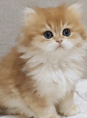 金渐层长毛 英长活体纯种幼猫宠物曼基康拿破仑矮脚猫