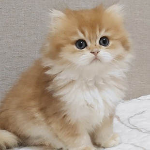 英长活体纯种幼猫宠物曼基康拿破仑矮脚猫 金渐层长毛