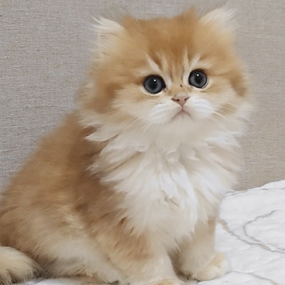 金渐层长毛 英长活体纯种幼猫宠物曼基康拿破仑矮脚猫