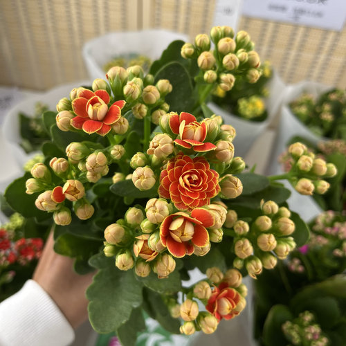 长寿花盆栽多品种重瓣大花带花苞植物阳台客厅好养活花卉