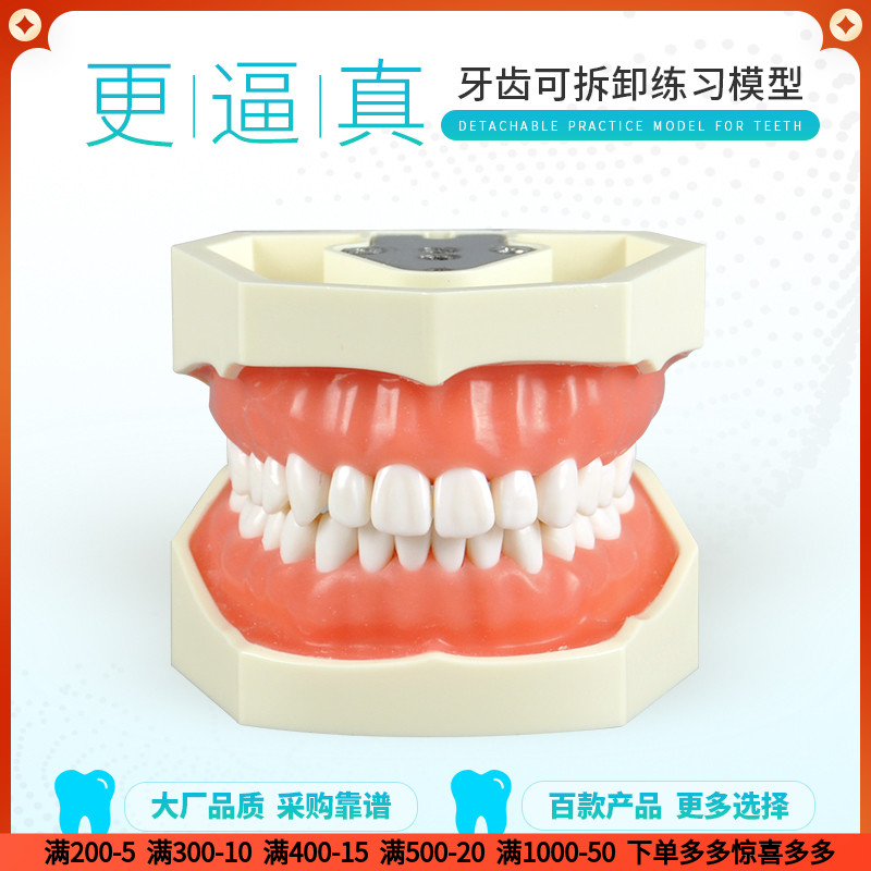 牙齿牙科标准模型牙齿可拆卸练习模型口腔模型牙模型