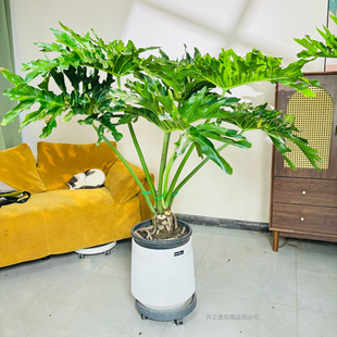 大老桩龙鳞春雨室内大型植物客厅办公司净化空气绿植北欧ins