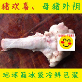 医学实验标本 猪卵巢猪阴户 猪欢喜 母猪外阴生殖器 猪阴道