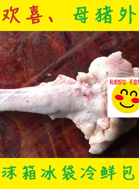 【医学实验标本 猪卵巢猪阴户 猪欢喜 】 母猪外阴生殖器 猪阴道