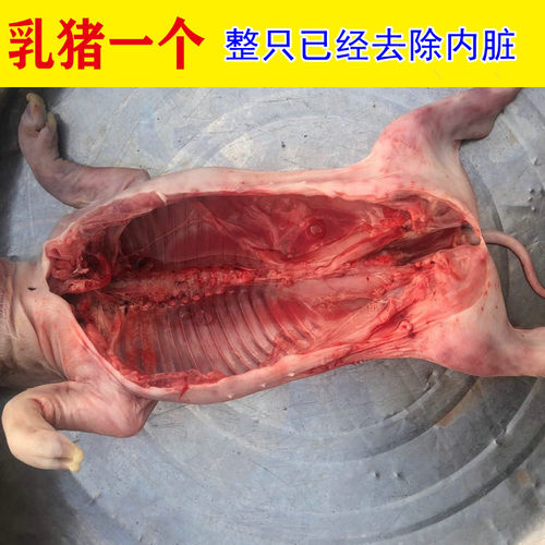 小乳猪整只1斤实验标本小猪