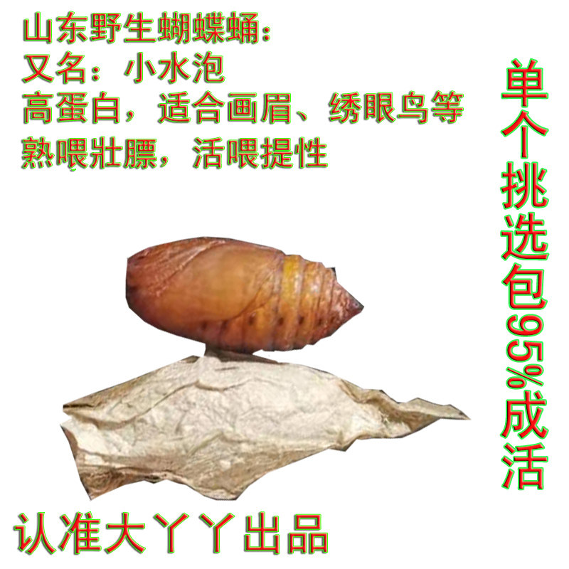 画眉绣眼鸟食活体虫山东野生蝴蝶蛹野蚕蛹小水泡生喂提性活喂壯膘,宠物/宠物食品及用品,爬虫/鸣虫食物,淘宝优惠券,粉丝福利购,淘宝优惠卷