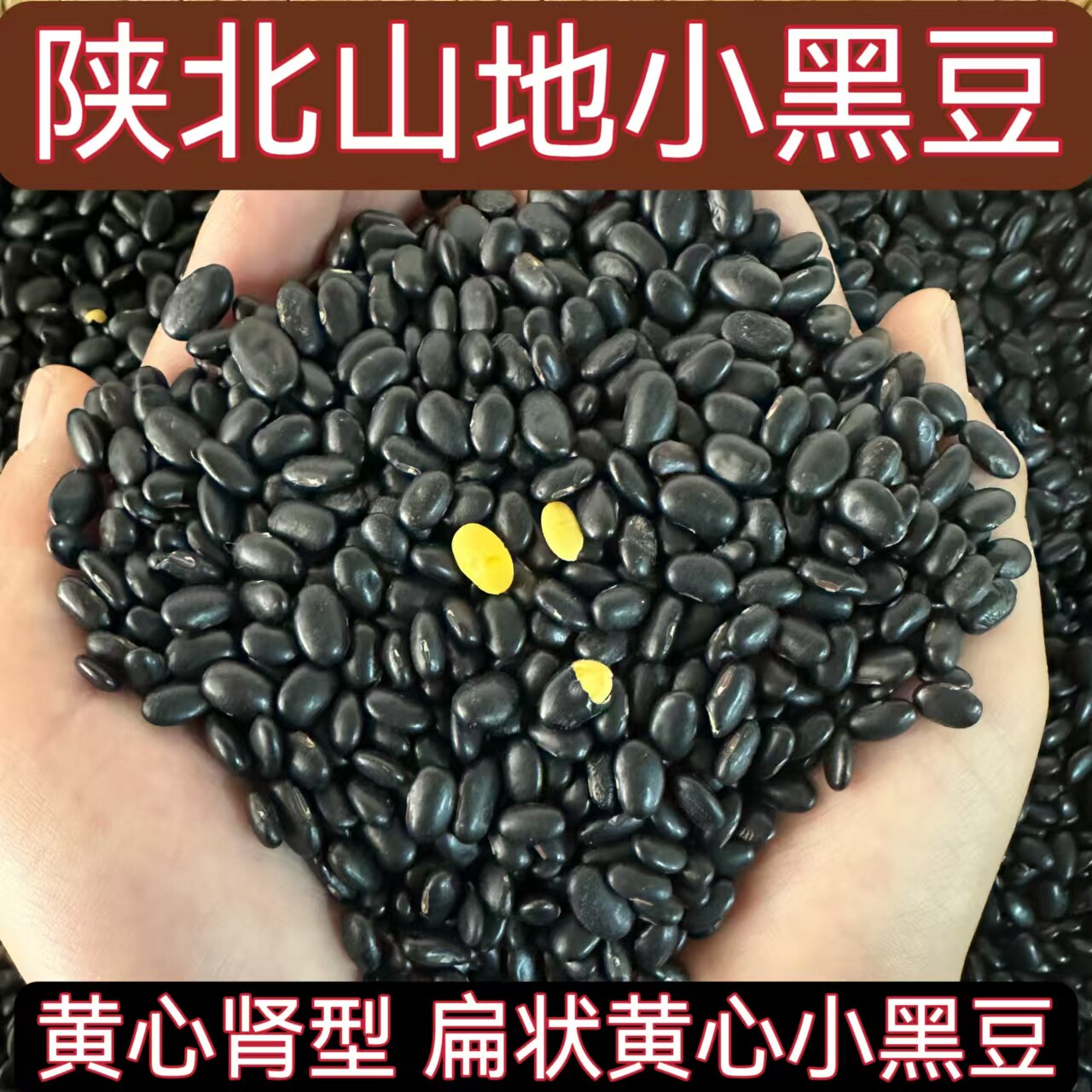 25年肾形黄仁小黑豆陕北农家自种古老品种黄仁黄芯雄黑豆豆浆豆芽