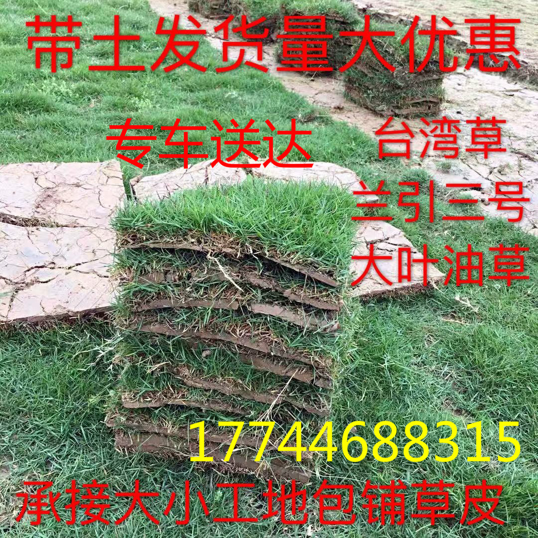四季青带土绿化公园别墅庭院草皮
