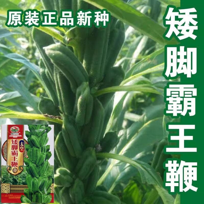 矮脚黑白油芝麻种子大田高产抗倒出油高黑白芝麻榨油专用芝麻种籽图片