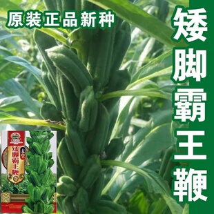 矮脚黑白油芝麻种子大田高产抗倒出油高黑白芝麻榨油专用芝麻种籽