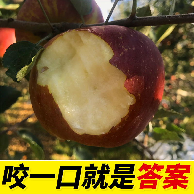 【精选3S+级】顺丰直达官方推荐