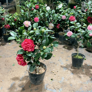 克瑞墨大牡丹43