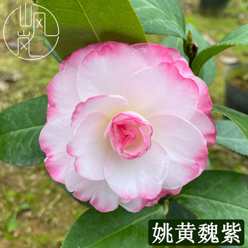 姚黄魏紫山茶花树苗好看易养