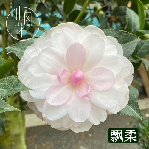飘柔山茶花苗带苞易养盆栽