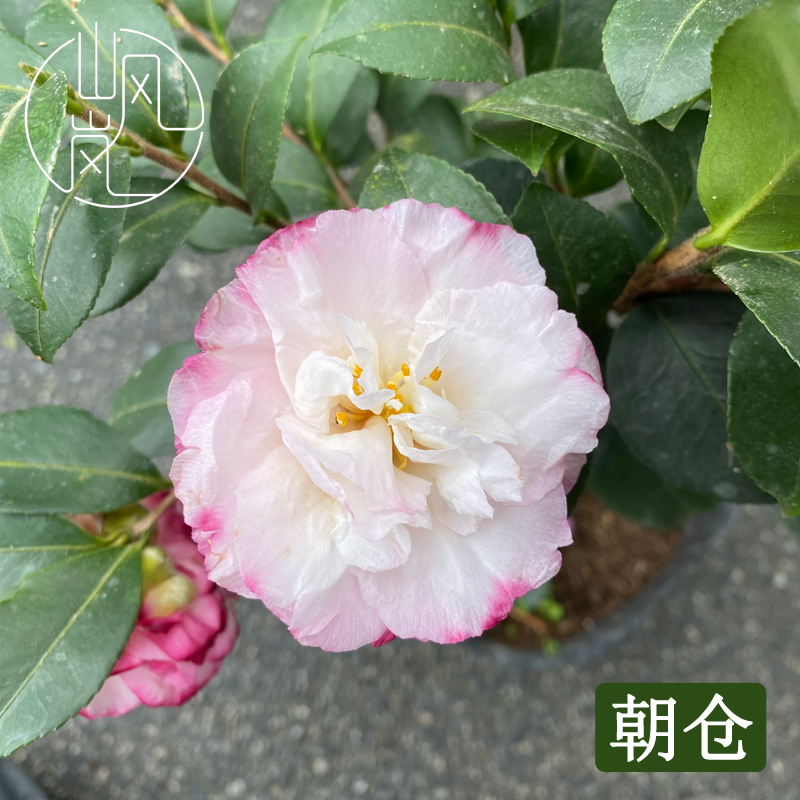 朝仓茶梅树苗带苞易养阳台盆栽