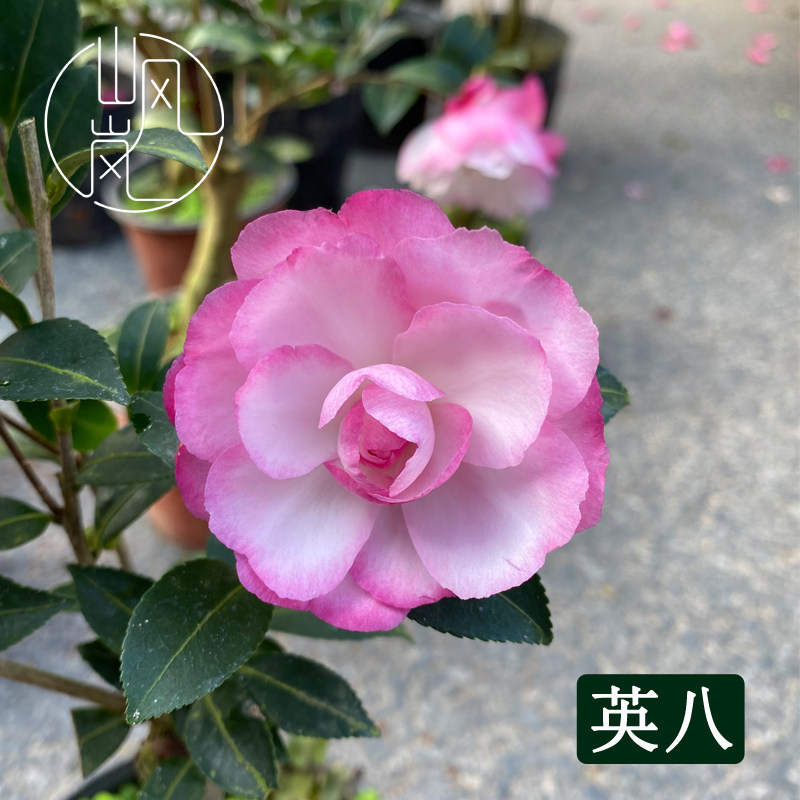 英八茶梅树苗好看易养