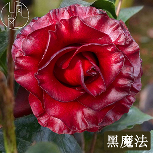 【黑魔法】正品山茶花树苗花卉盆栽名贵品种带花苞绿植好养活植物