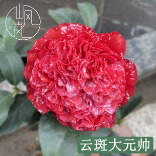 【云斑大元帅】正品山茶花树苗花卉盆栽名贵品种带花苞好养活植物