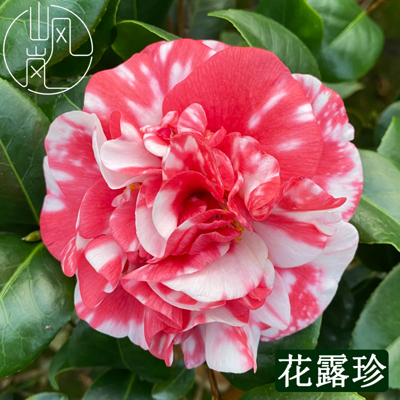 【花露珍】正品山茶花树苗花卉盆栽名贵品种带花苞绿植好养活植物,鲜花速递/花卉仿真/绿植园艺,绣球/木绣球/木本植物,淘宝优惠券,粉丝福利购,淘宝优惠卷