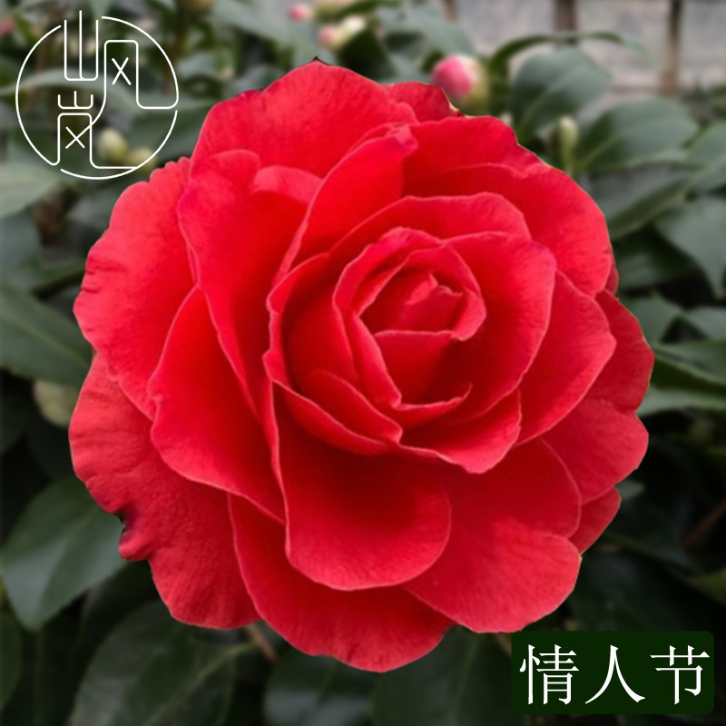 【情人节】正品山茶花树苗花卉盆栽名贵品种带花苞绿植好养活植物