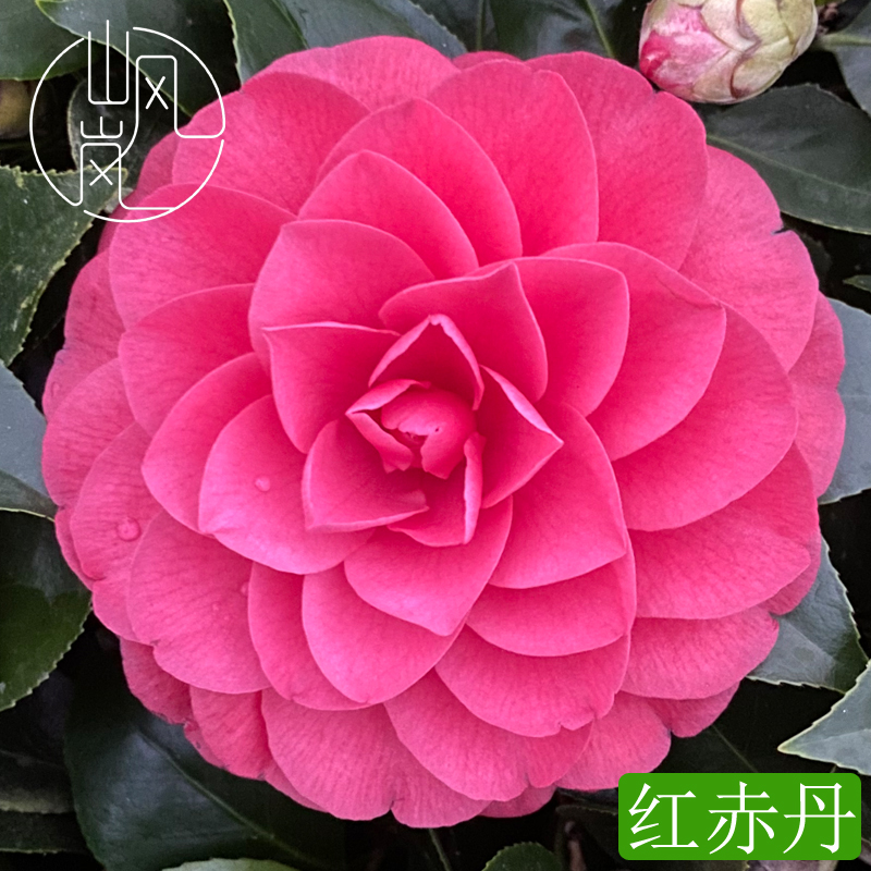 红赤丹正品山茶花树苗花卉盆栽