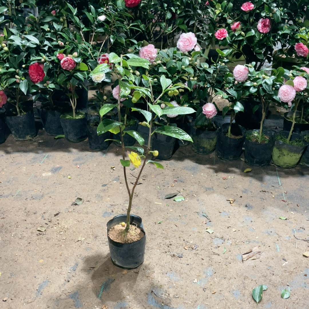 金花茶36,鲜花速递/花卉仿真/绿植园艺,绣球/木绣球/木本植物,淘宝优惠券,粉丝福利购,淘宝优惠卷