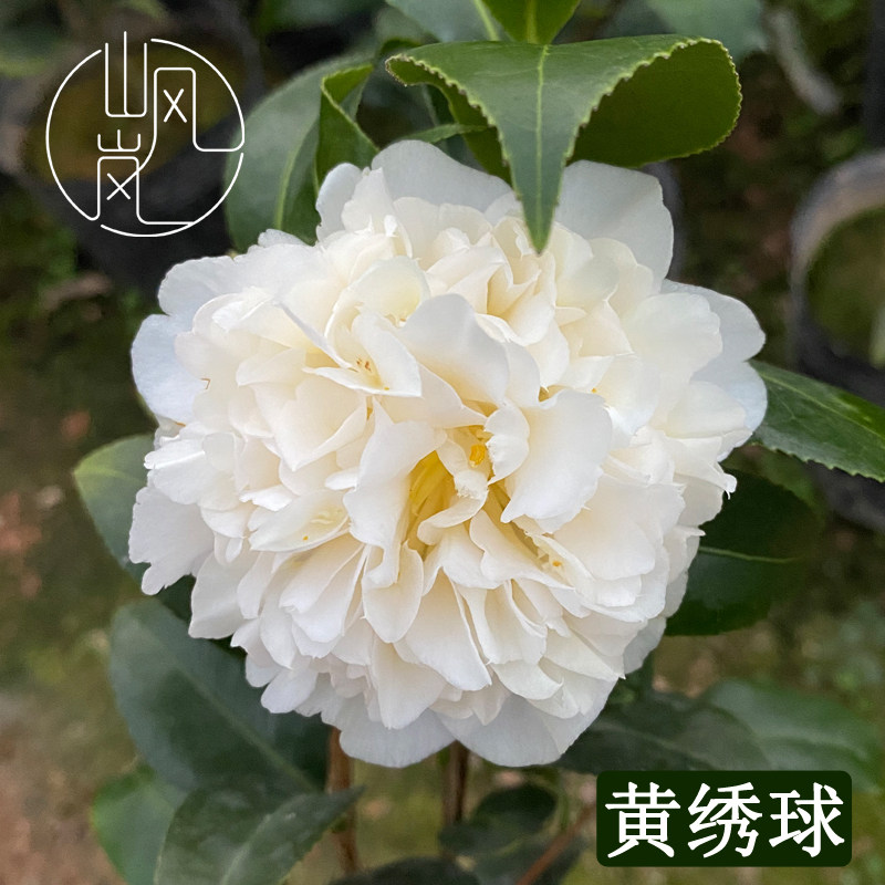 黄绣球山茶花树苗带苞易养