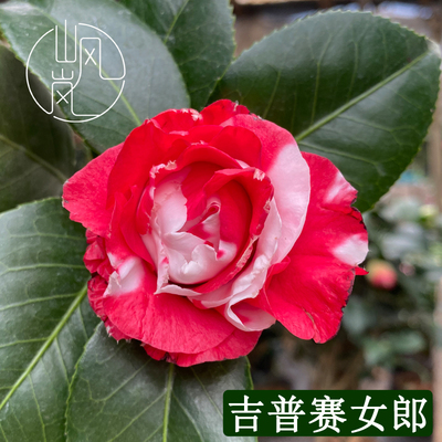 吉普赛女郎正品山茶花盆栽