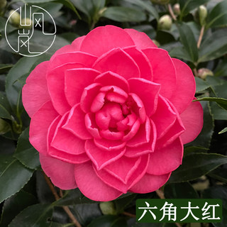 【六角大红】正品山茶花树苗花卉盆栽名贵品种带花苞绿植好养植物