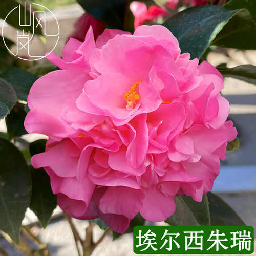 埃尔西朱瑞山茶花树苗带苞好养