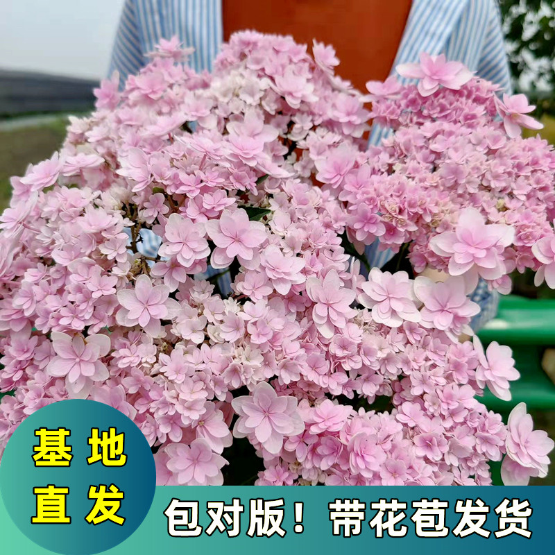 佳澄绣球花带花苞重瓣新老枝开花四季盆栽耐寒好养室内外阳台庭院