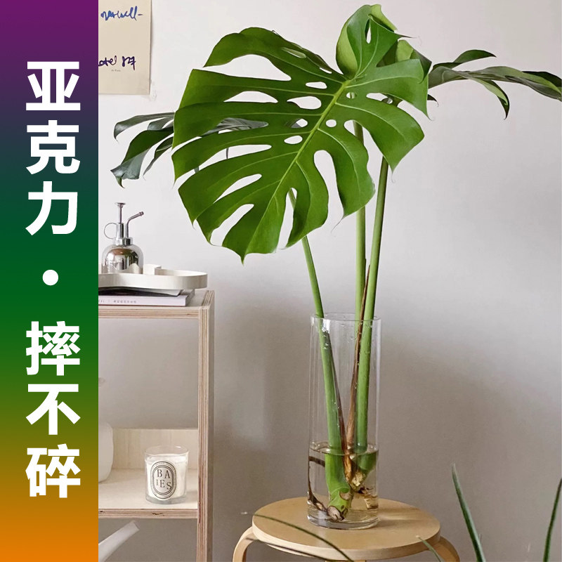 亚克力花瓶水培龟背竹龙鳞春雨羽图片