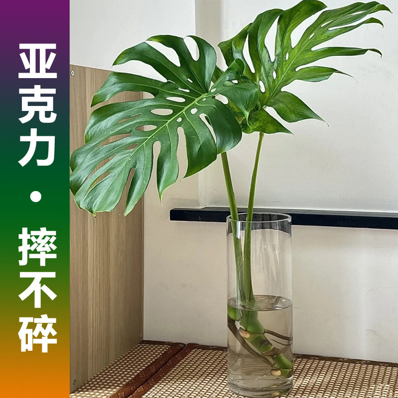 亚克力花瓶水培龟背竹龙鳞春雨羽图片