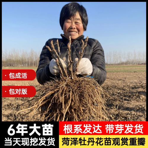 菏泽牡丹花苗观赏重瓣