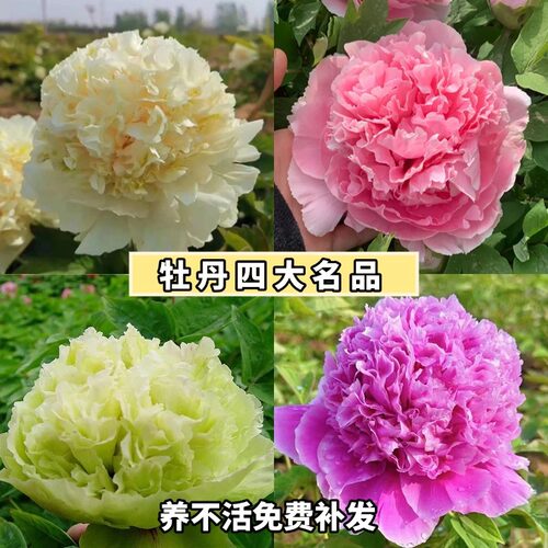 菏泽牡丹花苗观赏重瓣室内外庭院耐寒耐旱大花盆栽植物地栽老桩