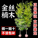 正宗名贵四川金丝楠木树苗小叶南木兰木南方种植大树盆栽庭院常青