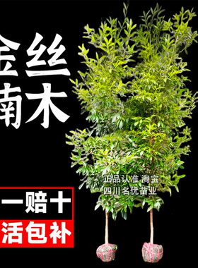 正宗名贵四川金丝楠木树苗小叶南木兰木南方种植大树盆栽庭院常青