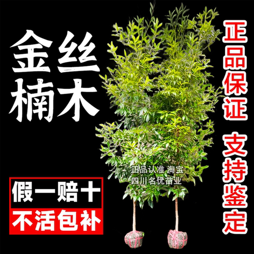【该商品100%正宗】金丝楠木树苗