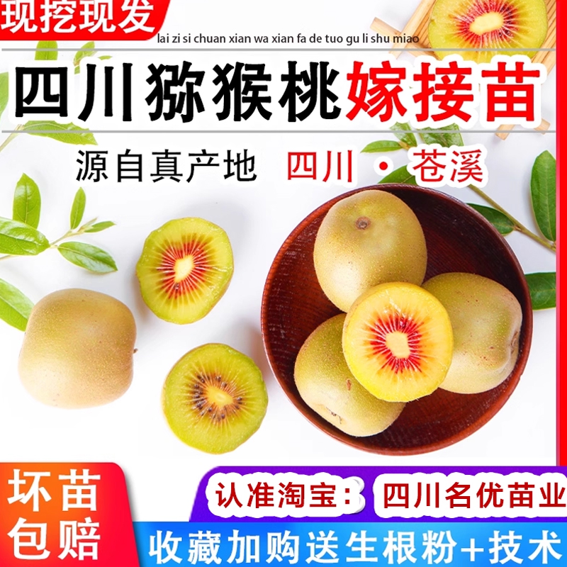 【该商品100%正宗】猕猴桃树苗