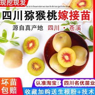 四川猕猴桃苗嫁接红心树果苗南方种植弥猴桃苗树当年结水果树果苗