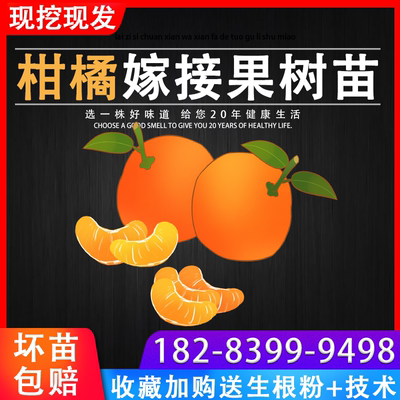 【该商品100%正宗】柑橘树苗