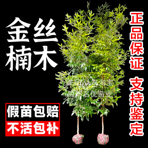 【该产品100%正宗】金丝楠木树苗