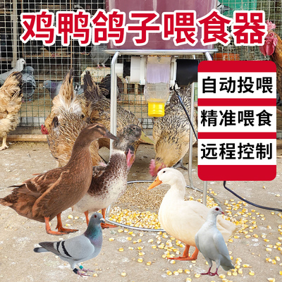 鸽子全自动喂食器信鸽喂料机定时定量投食观赏鸽赛鸽用品用具喂水