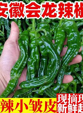 新鲜蔬菜现摘薄皮青辣椒螺丝椒小皱皮土辣椒超辣特辣青红椒魔鬼辣