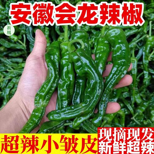 新鲜蔬菜现摘薄皮青辣椒螺丝椒小皱皮土辣椒超辣特辣青红椒魔鬼辣