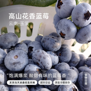 一周排 云南玉溪L25蓝莓高山阳光孕妇新鲜水果现摘现发顺丰空运