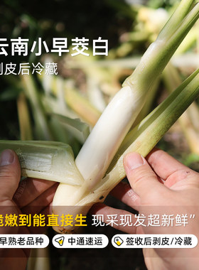 云南小早茭白低卡饱腹蔬菜