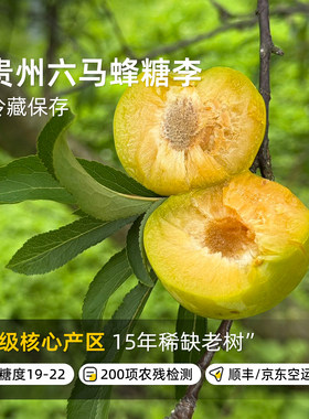 贵州六马蜂糖李十五年稀缺老树