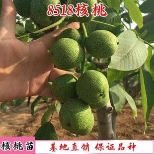 新品种果树苗试种果树盆栽薄皮核桃苗8518核桃苗南北方种植核桃苗